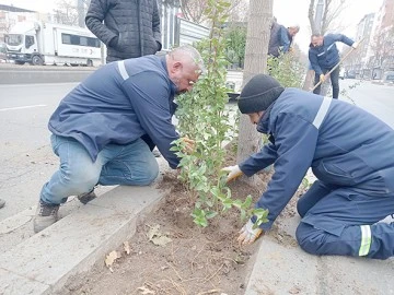 DÖRT MEVSİM YEŞİL KALAN ÇALI EKİLİYOR